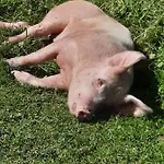 Séjour chez l'habitant Harrer