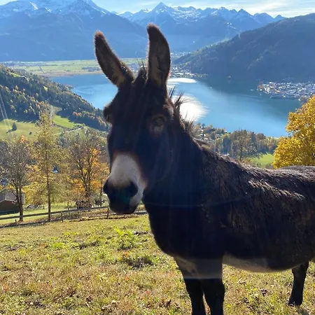 Harrer Homestay szállás