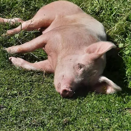 בית אירוח Harrer