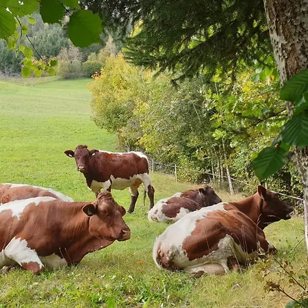 Homestay szállás Harrer