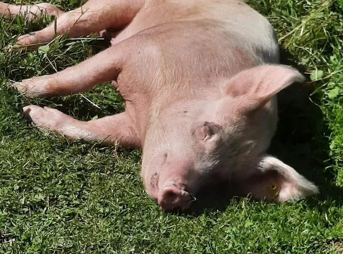 Homestay Appartement Harrer