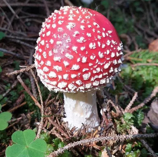 Appartement Harrer * Zell am See