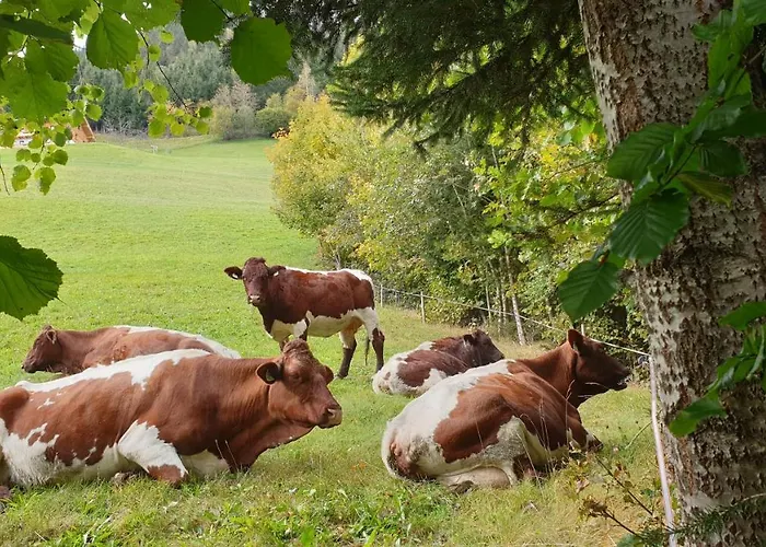 Homestay Appartement Harrer