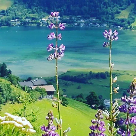 Harrer * Zell am See